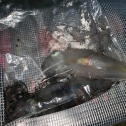 ケンサキイカ③