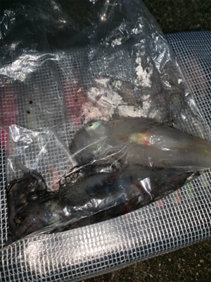 ケンサキイカ③