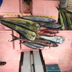 ディープ シイラキャスティングデビュー