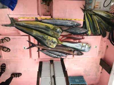 ディープ シイラキャスティングデビュー