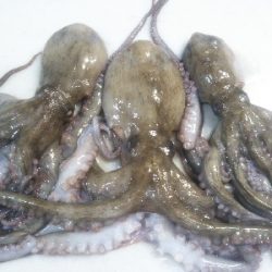 かもめ大橋→夢舞大橋へ