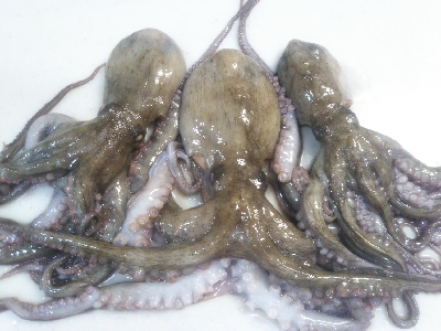 かもめ大橋→夢舞大橋へ