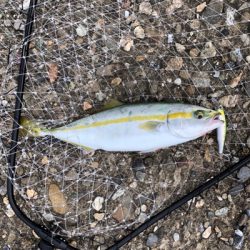 ハマチ・ツバス大爆釣!