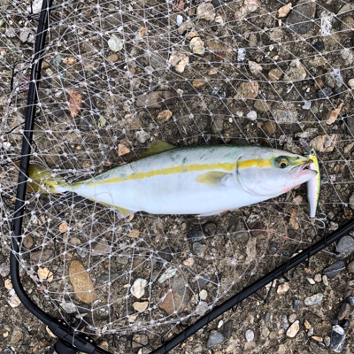 ハマチ・ツバス大爆釣!