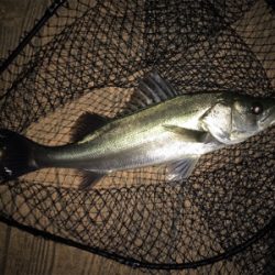 平日ナイトゲーム