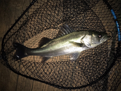 平日ナイトゲーム