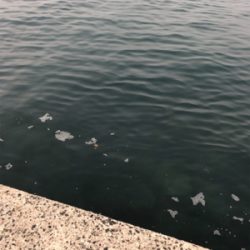 エギングしたくて