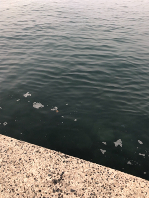 エギングしたくて