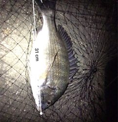 ちょこっと釣行