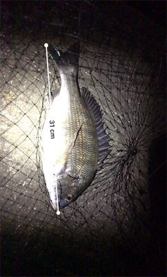 ちょこっと釣行