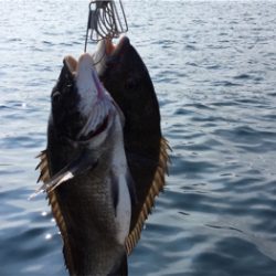 つりぴぃぽぉ釣果