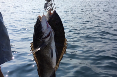 つりぴぃぽぉ釣果