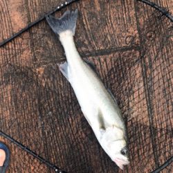 デイのシーバスは気持ちいい