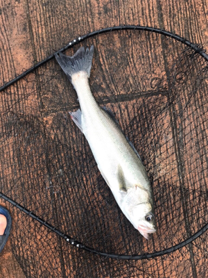 デイのシーバスは気持ちいい