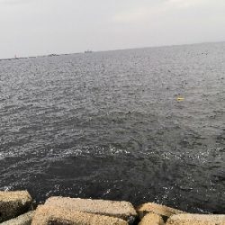 ショアタコ 700g強