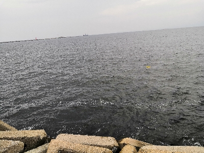 ショアタコ 700g強