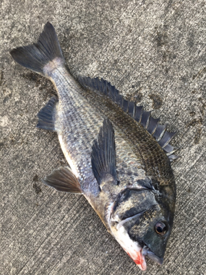 干潮前後で楽しめました