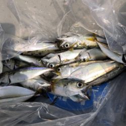 タチウオ調査兼ねての青物