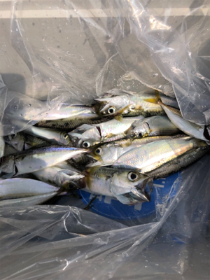 タチウオ調査兼ねての青物