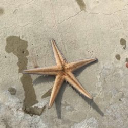 またまた 懲りずに・・・