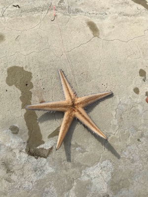 またまた 懲りずに・・・