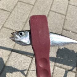 ジグサビキゲーム