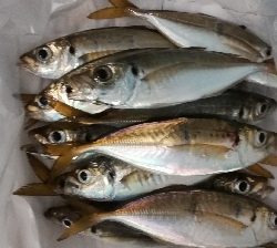 アジンガー1715〜1930