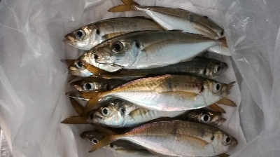 アジンガー1715〜1930