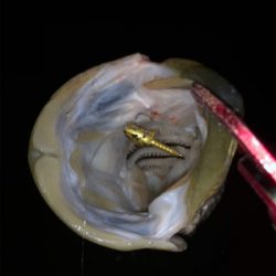 ナイトゲームでもコアマン