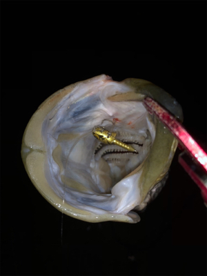 ナイトゲームでもコアマン