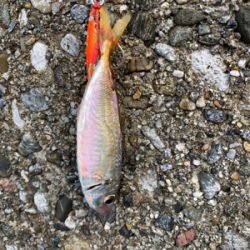 ケンサキイカ⑦