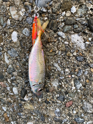 ケンサキイカ⑦