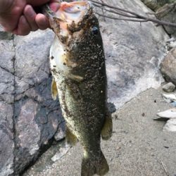 サイトフィッシング