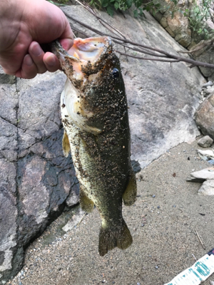 サイトフィッシング