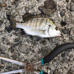 初めてのウキ釣り