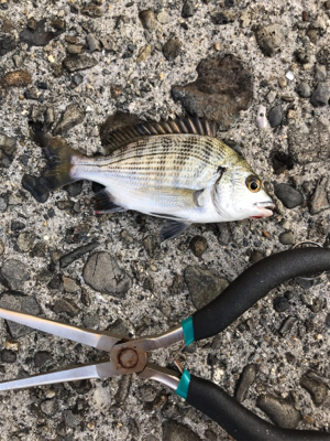 初めてのウキ釣り