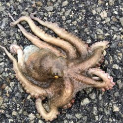 小雨短時間豊漁ショアジギ