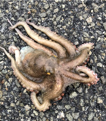 小雨短時間豊漁ショアジギ