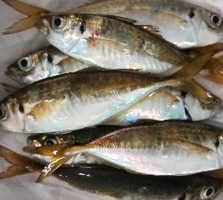 アジンガー1840〜1920