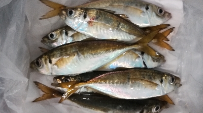 アジンガー1840〜1920