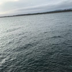 良型アジゲット