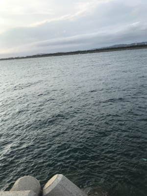 良型アジゲット