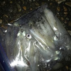 群れさえ入ってくれればケンサキイカ釣れます(^^)