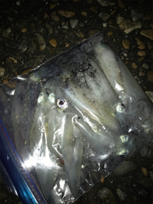 群れさえ入ってくれればケンサキイカ釣れます(^^)