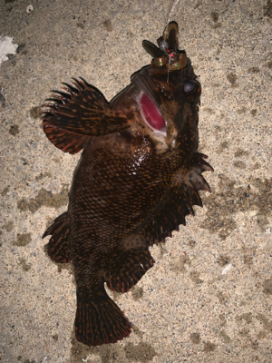 シャローエリアでお遊び