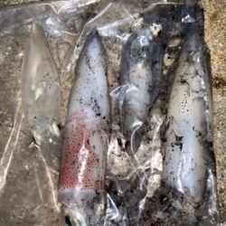 ケンサキイカ⑧