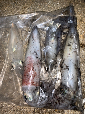 ケンサキイカ⑧