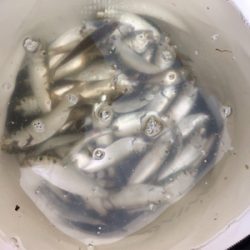 夕方から沢山釣れました！