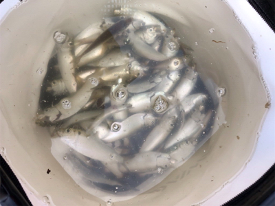 夕方から沢山釣れました！