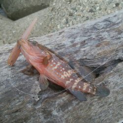 アオリイカ　7杯！！と根魚！